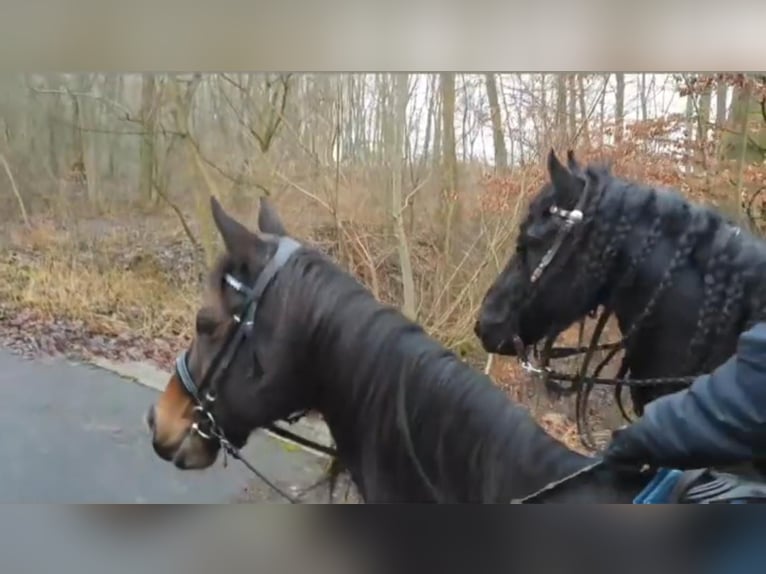 Engelskt fullblod Sto 16 år in Homberg (Efze)