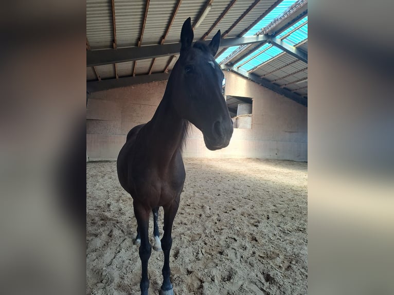 Engelskt fullblod Sto 19 år 158 cm Brun in Friedberg