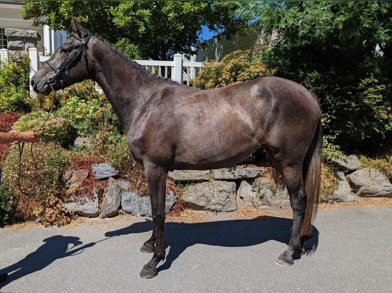 Engelskt fullblod Sto 19 år 166 cm Brun in MUNEVILLE LE BINGARD