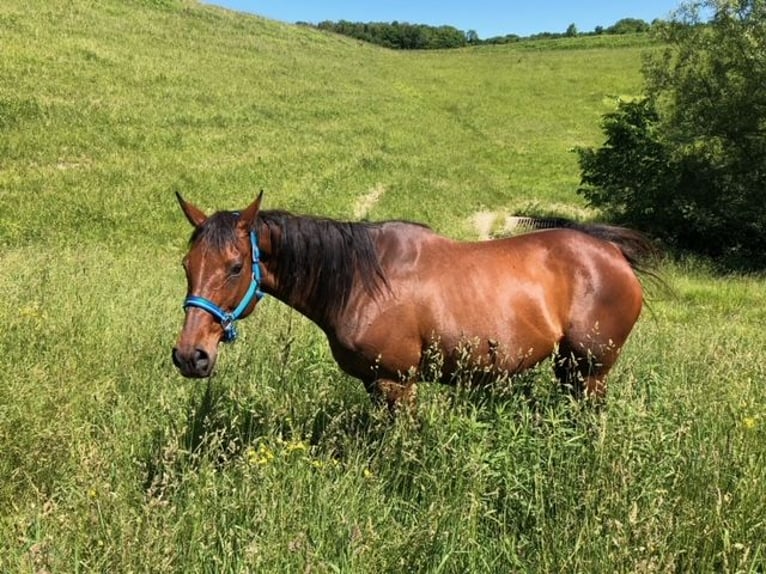 Engelskt fullblod Sto 20 år 163 cm Brun in Randolph, NY