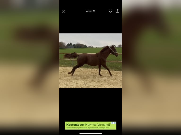 Engelskt fullblod Sto 3 år 155 cm fux in Iserlohn
