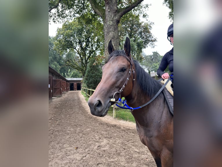 Engelskt fullblod Sto 3 år 162 cm Brun in KrefeldKrefeld