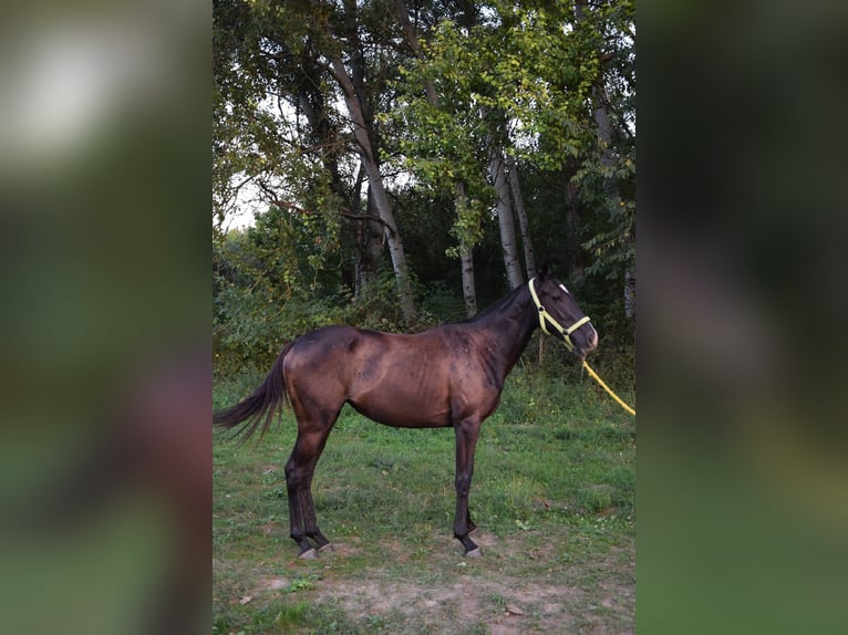 Engelskt fullblod Sto 3 år 162 cm Svart in Vác