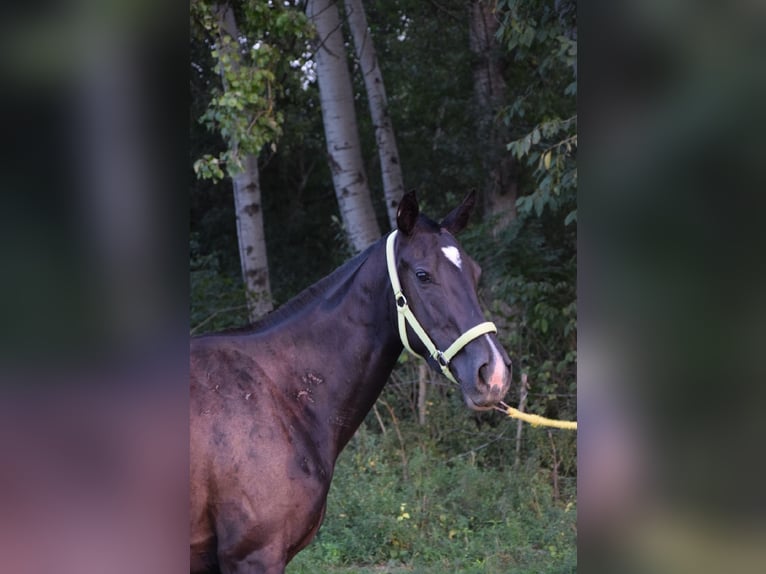 Engelskt fullblod Sto 3 år 162 cm Svart in Vác