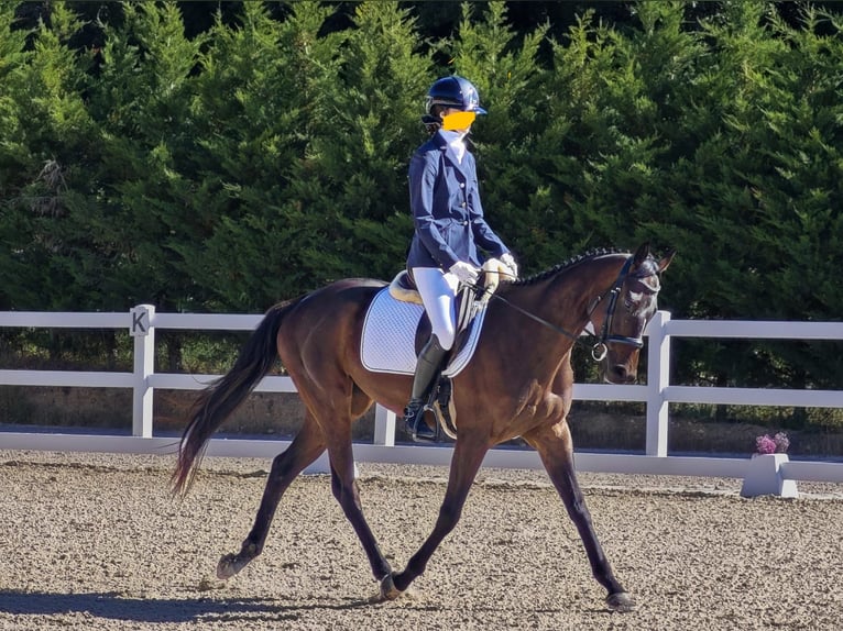 Engelskt fullblod Sto 4 år 159 cm Mörkbrun in Añorga