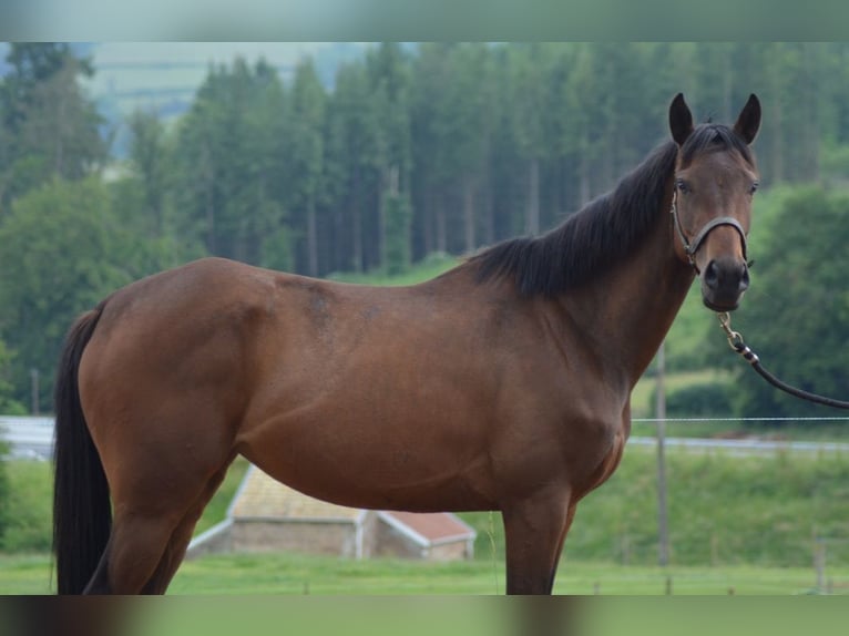 Engelskt fullblod Sto 5 år 160 cm in Trivy