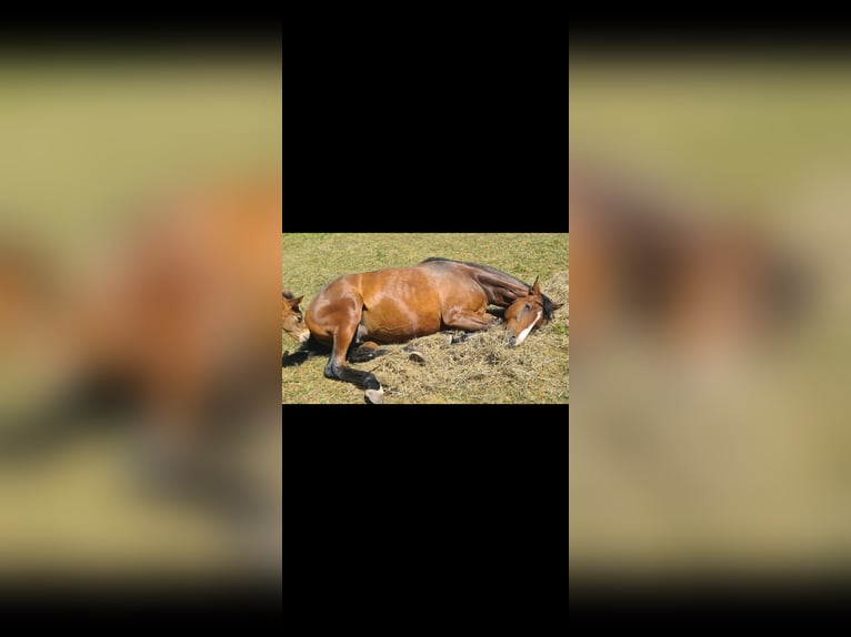 Engelskt fullblod Sto 5 år 164 cm Brun in Ahrensbök