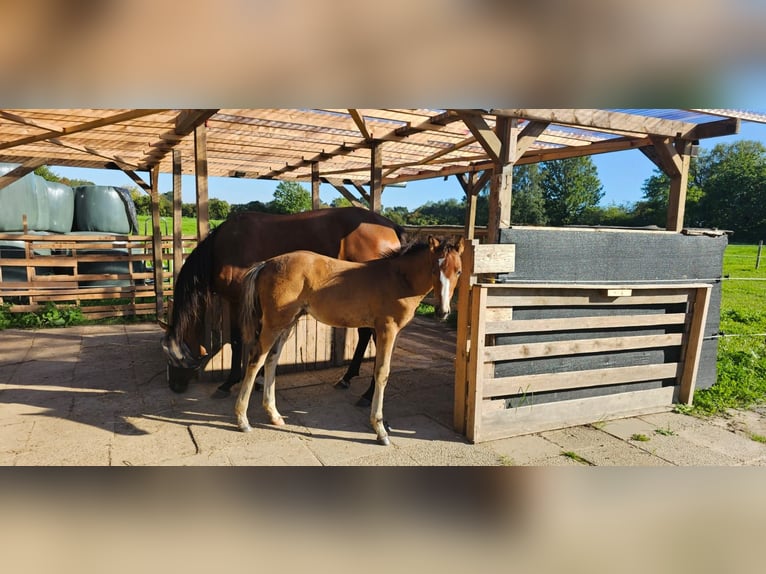 Engelskt fullblod Sto 5 år 164 cm Brun in Ahrensbök