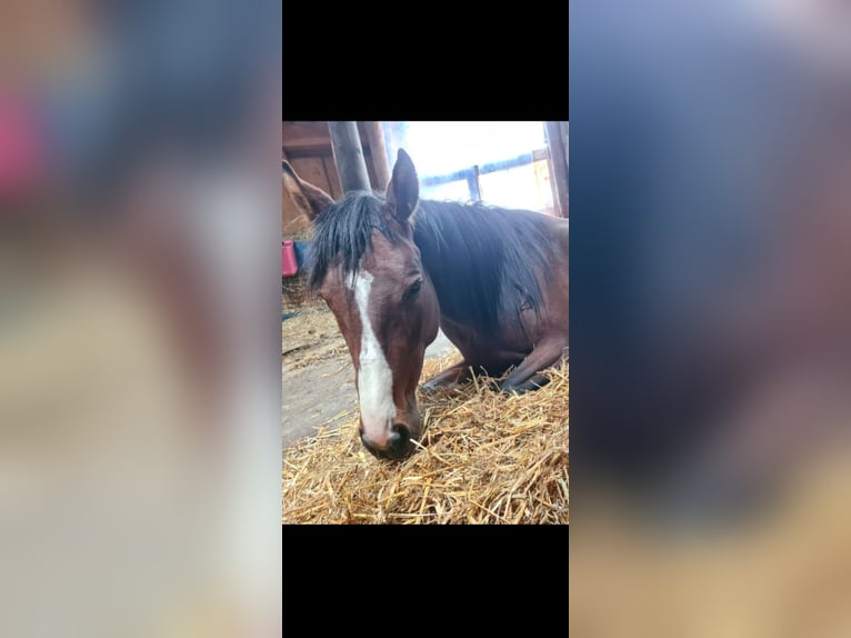 Engelskt fullblod Sto 5 år 164 cm Brun in Ahrensbök