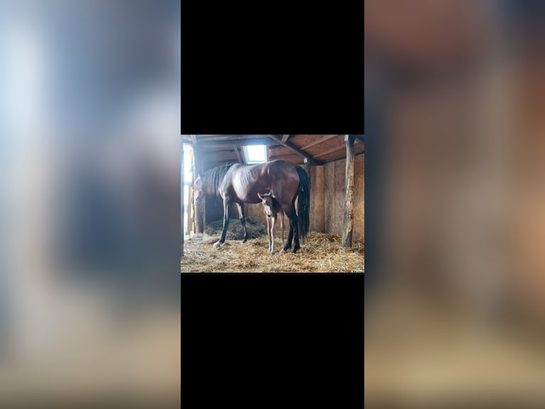 Engelskt fullblod Sto 5 år 164 cm Brun in Ahrensbök