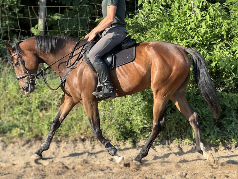 Engelskt fullblod Sto 5 år 172 cm Brun in Budapest