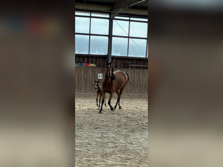 Engelskt fullblod Sto 6 år 160 cm Brun in Neustadt am Rübenberge