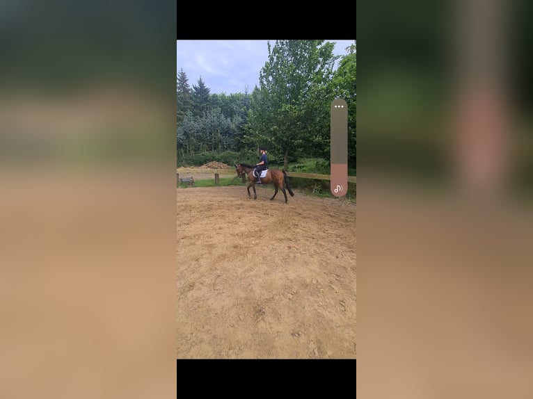 Engelskt fullblod Sto 6 år 163 cm Brun in Lotte