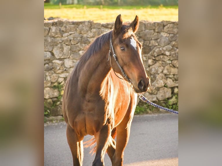 Engelskt fullblod Sto 6 år 163 cm Mörkbrun in Palencia