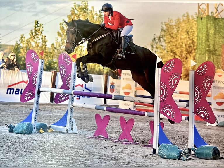 Engelskt fullblod Sto 6 år 165 cm Mörkbrun in Lardero