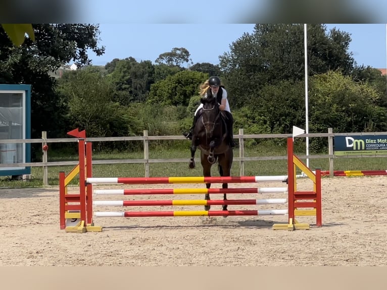 Engelskt fullblod Sto 6 år 165 cm Mörkbrun in Lardero