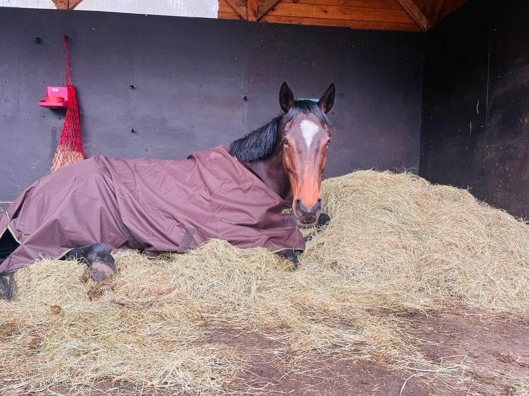 Engelskt fullblod Sto 7 år 163 cm in Meine