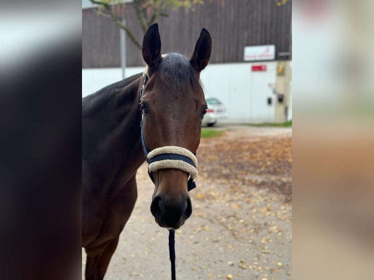 Engelskt fullblod Sto 8 år 160 cm Brun in München