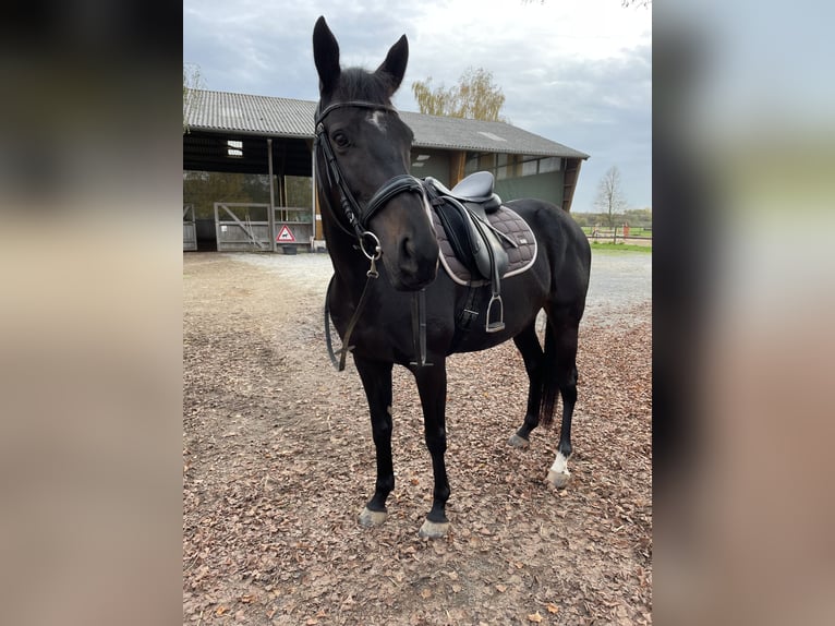 Engelskt fullblod Sto 8 år 160 cm Rökfärgad svart in Weimar