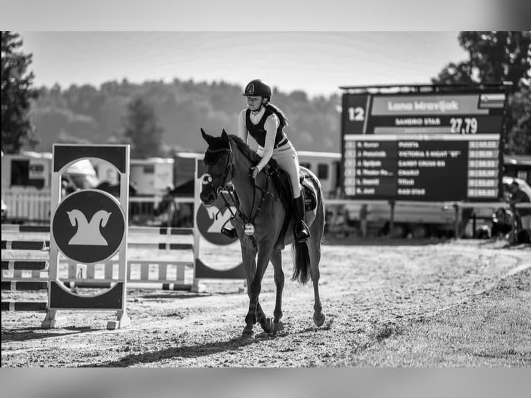 Engelskt fullblod Sto 8 år 162 cm fux in Maribor