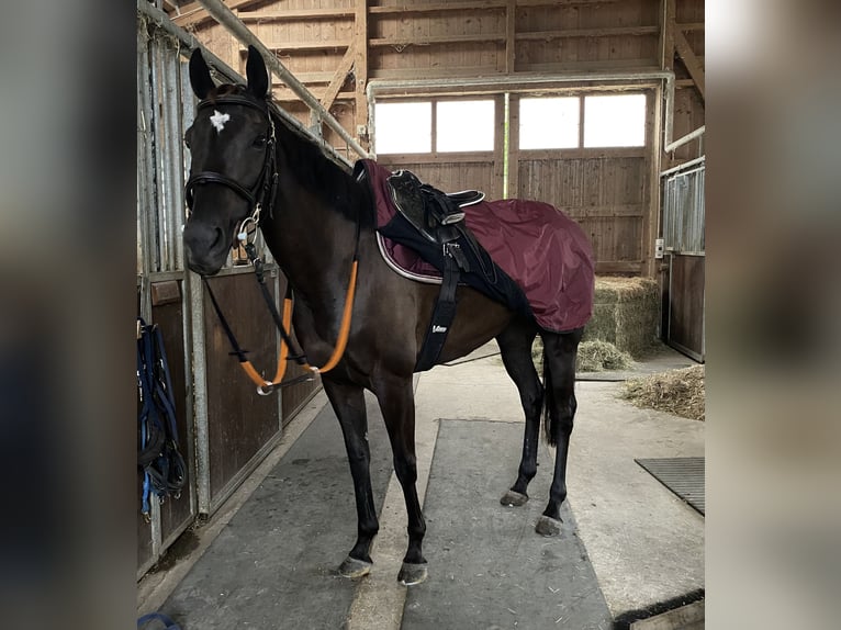 Engelskt fullblod Sto 9 år 157 cm Rökfärgad svart in Oberstammheim