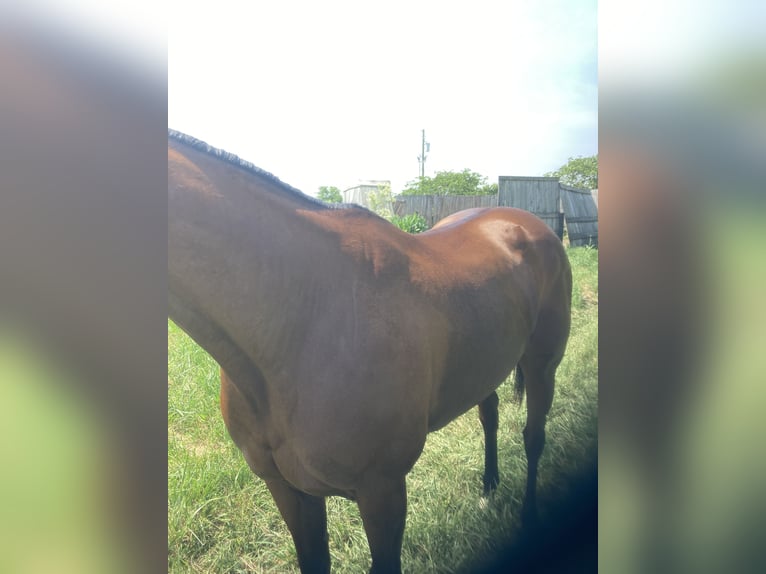 Engelskt fullblod Sto 9 år 163 cm Mörkbrun in Georgetown, ky.