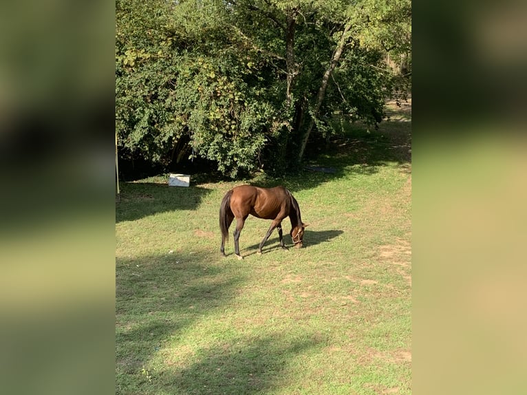 Engelskt fullblod Sto 9 år 163 cm Mörkbrun in Georgetown, ky.