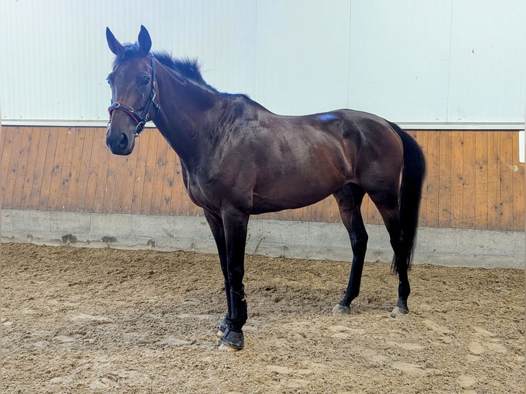 Engelskt fullblod Sto 9 år 165 cm Brun in Weyhe