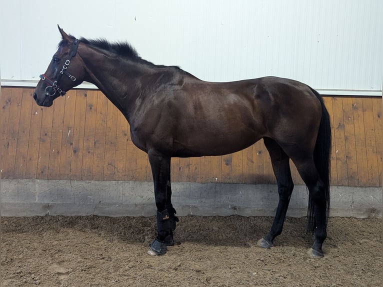 Engelskt fullblod Sto 9 år 165 cm Brun in Weyhe