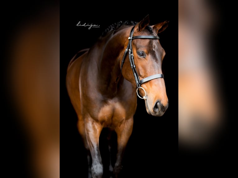 Engelskt fullblod Sto 9 år 165 cm Brun in Weyhe