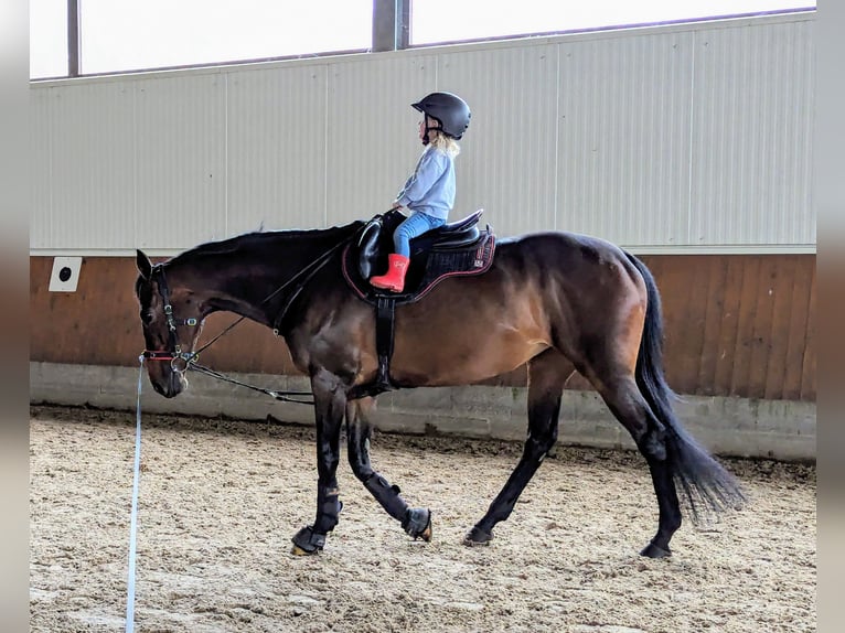 Engelskt fullblod Sto 9 år 165 cm Brun in Weyhe