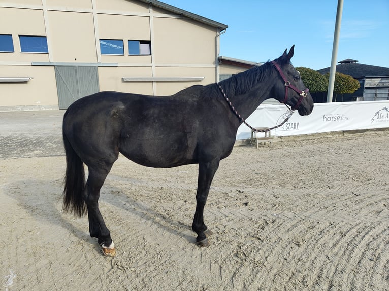 Engelskt fullblod Sto 9 år 166 cm Mörkbrun in MichałoWice