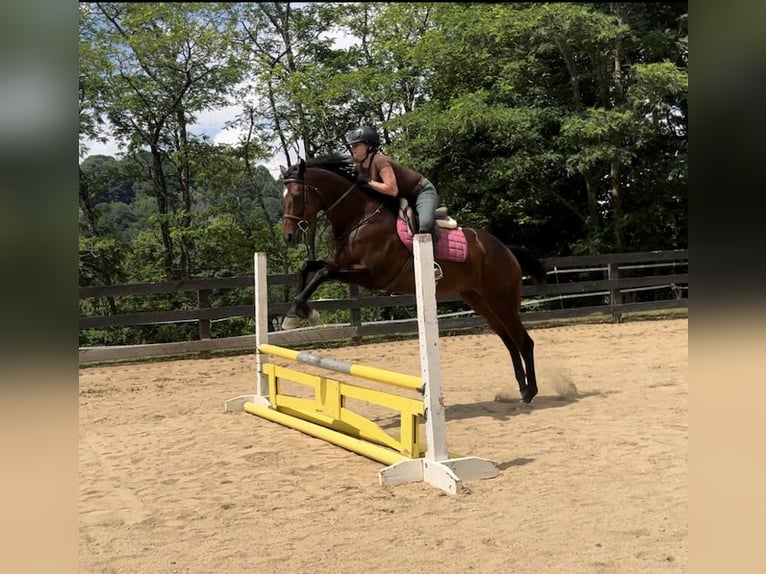 Engelskt fullblod Sto 9 år 168 cm Mörkbrun in Boone NC