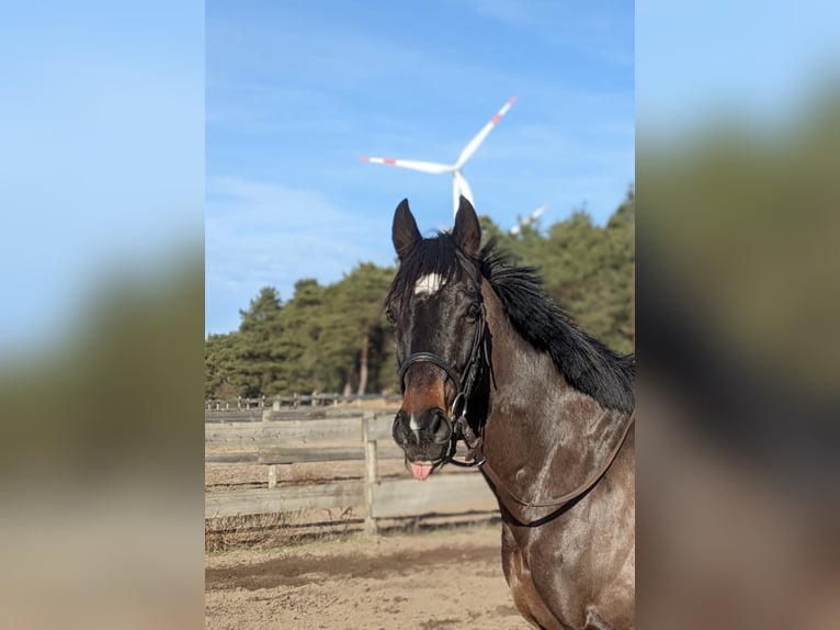 Engelskt fullblod Valack 10 år 164 cm Mörkbrun in Hepstedt