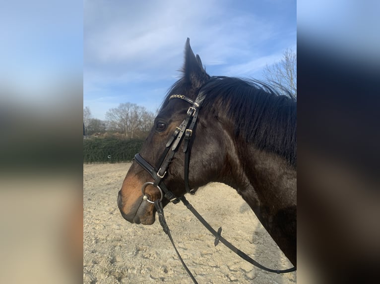 Engelskt fullblod Valack 10 år 164 cm Mörkbrun in Hepstedt