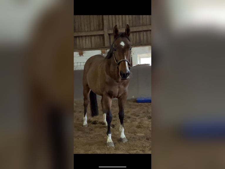 Engelskt fullblod Valack 10 år 165 cm Brun in BlekendorfKaköhl