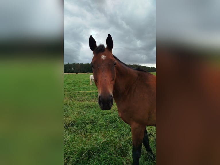 Engelskt fullblod Valack 10 år 167 cm Brun in Metz