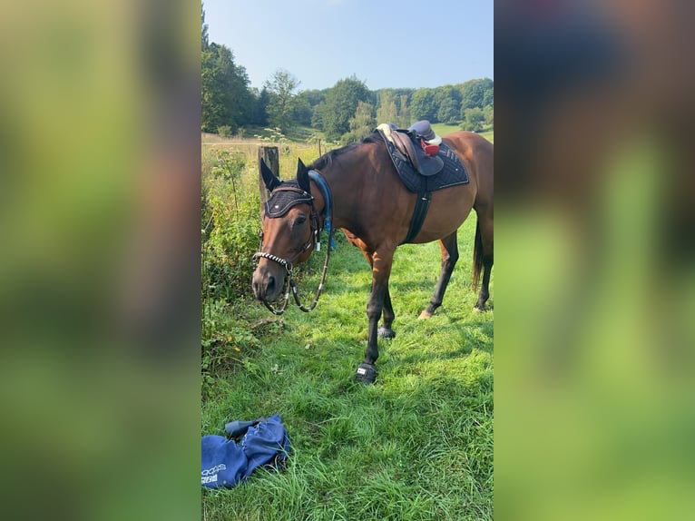 Engelskt fullblod Valack 10 år 167 cm Brun in Metz