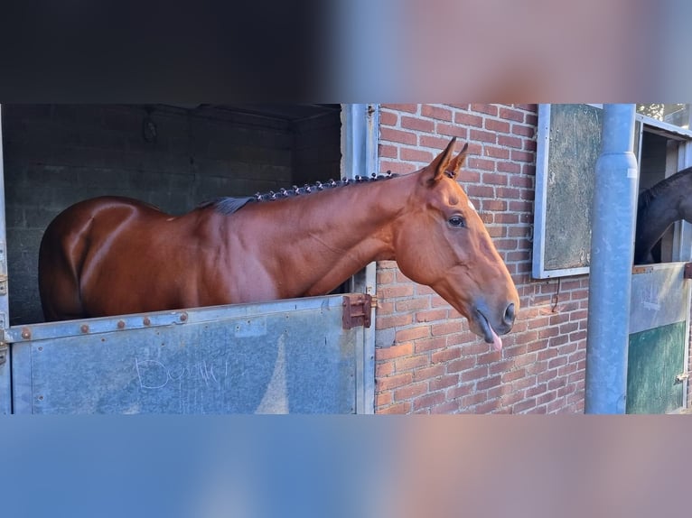 Engelskt fullblod Valack 11 år 162 cm Brun in Zevenhuizen