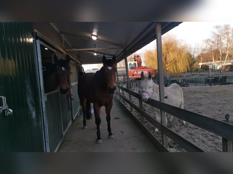 Engelskt fullblod Valack 11 år 162 cm Brun in Zevenhuizen