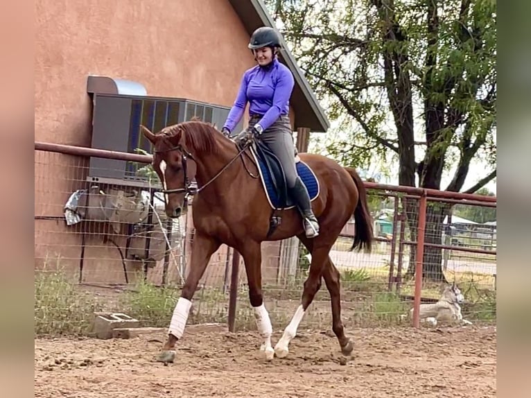 Engelskt fullblod Valack 11 år 163 cm Fux in Peralta, NM