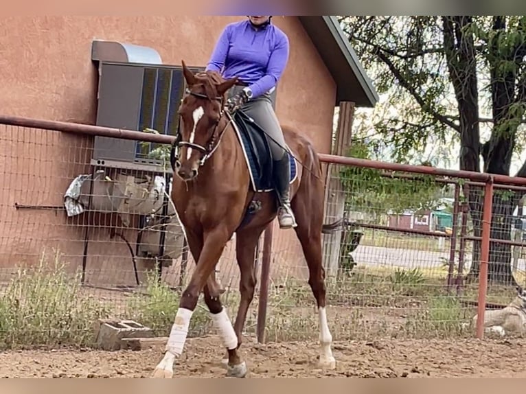 Engelskt fullblod Valack 11 år 163 cm Fux in Peralta, NM