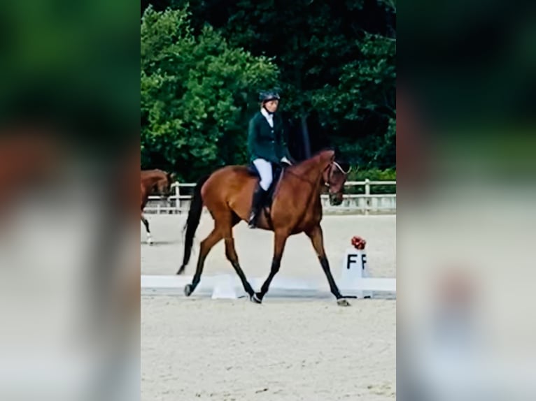 Engelskt fullblod Valack 11 år 165 cm Brun in Brunete