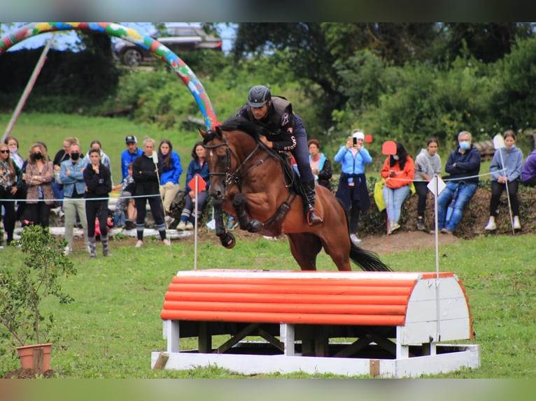 Engelskt fullblod Valack 11 år 165 cm Brun in Brunete