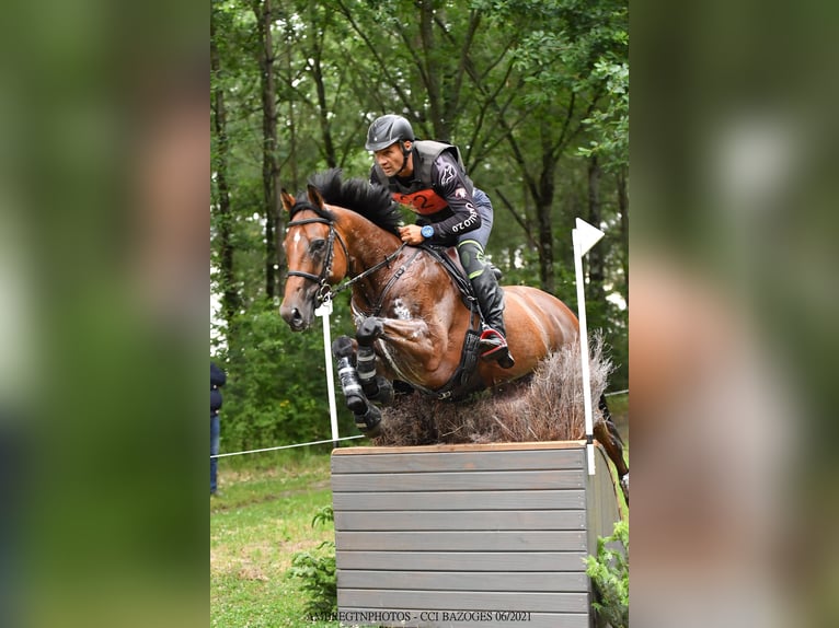 Engelskt fullblod Valack 11 år 165 cm Brun in Brunete