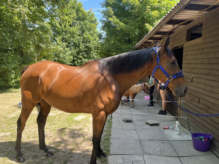 Engelskt fullblod Valack 12 år 163 cm Brun in Kent