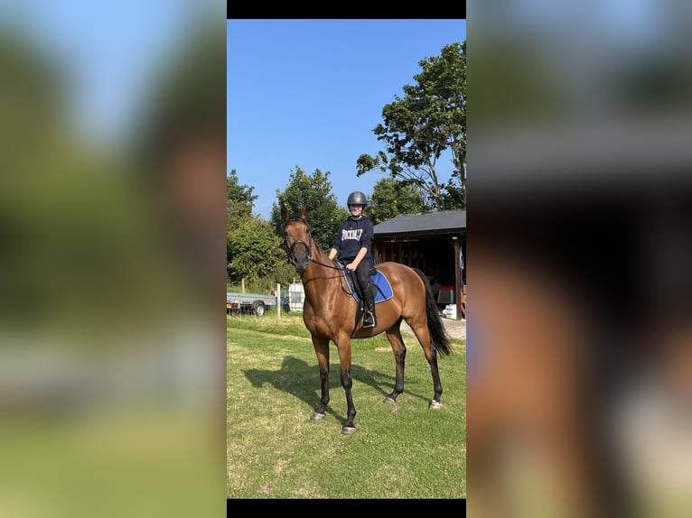 Engelskt fullblod Valack 12 år 163 cm Brun in Kent