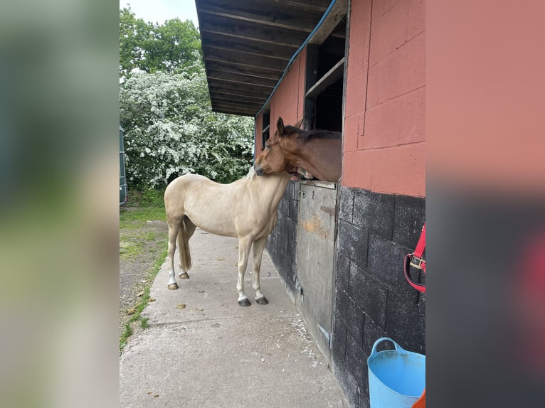 Engelskt fullblod Valack 12 år 164 cm Brun in Caverswall