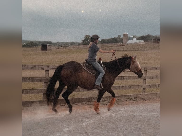 Engelskt fullblod Valack 16 år 152 cm Mörkbrun in finksburg maryland