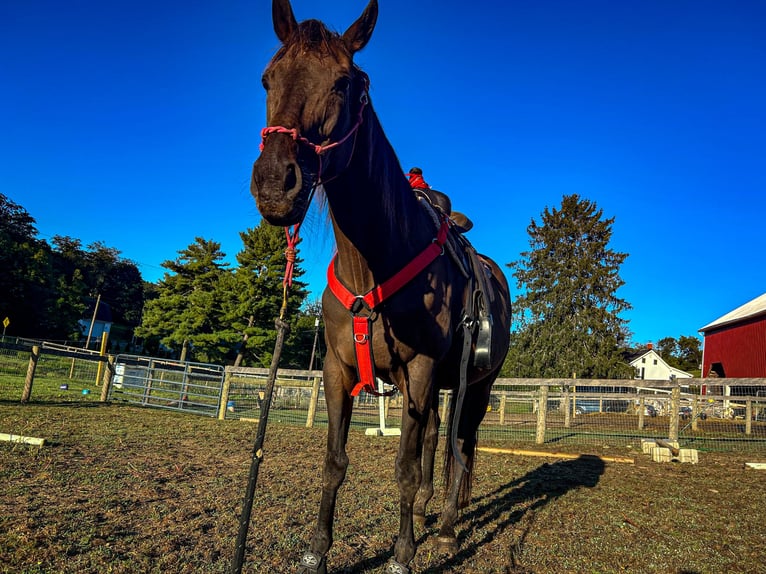 Engelskt fullblod Valack 16 år 152 cm Mörkbrun in finksburg maryland